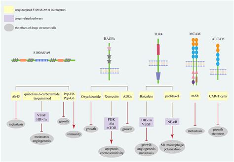 Frontiers The Functions And Regulatory Pathways Of S100a8a9 And Its