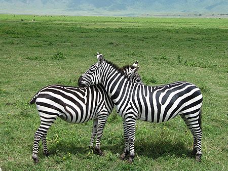 Z Bres Z Bres Animaux Animaux Ngorongoro Le Nord Et Les