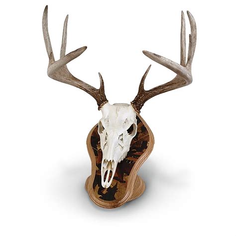 Mountain Mikes Skull Master Antler Mount Kit 147691 Taxidermy At