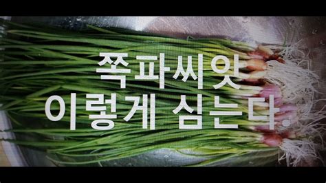 텃밭농부 064 쪽파씨앗 이렇게 심는다가을쪽파 이렇게 하면 빨리 난다쪽파심기 Youtube