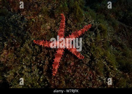 Bradleys Sea Star Mithrodia Bradleyi Stock Photo Alamy