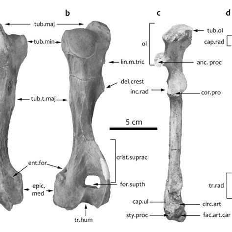 Humerus Bone Anatomy Of Horse