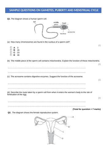 Puberty The Menstrual Cycle For Section 3a Edexcel Igcse Biology