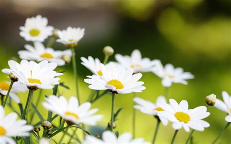 Wallpaper 2560x1600 Px Daisy Depth Field Flowers Nature Of