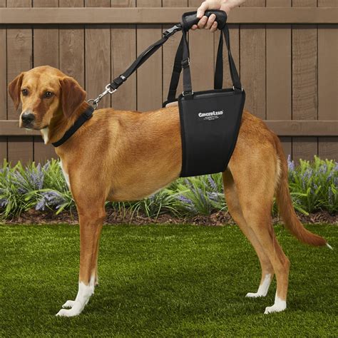 Gingerlead Support And Rehabilitation Mediumlarge Breed Unisex Dog