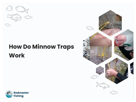 How Do Minnow Traps Work Rodmasterfishing