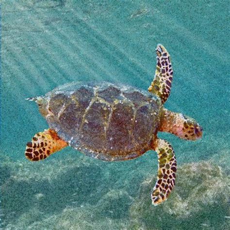 New Ancestor Of Modern Sea Turtles Found In Alabama