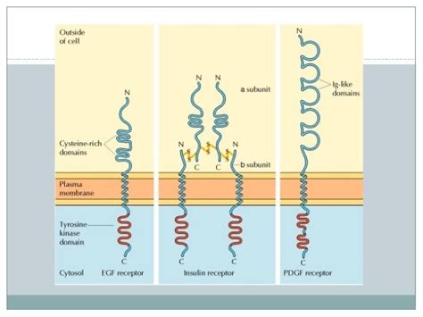 Cell surface receptors and signalling molecules