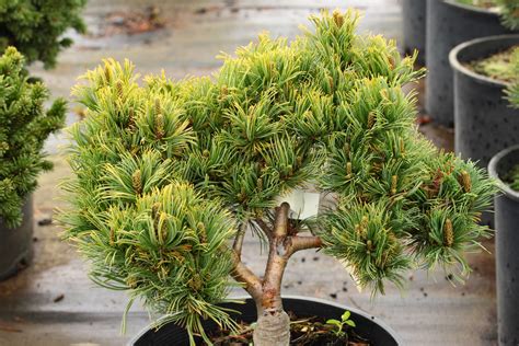 Pinus Parviflora Cuddles Japanese White Pine Conifer Kingdom