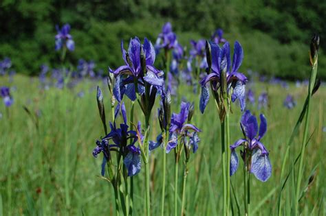 10 Seeds Siberian Iris Seeds Siberian Iris by simbalovesfriends