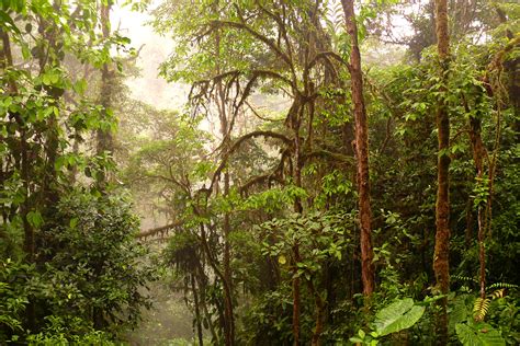 Mindo Cloud Forest Bird Watching Quito City Tour