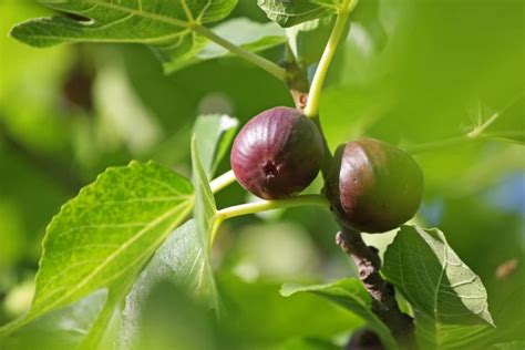 How To Tell When Figs Are Ripe Back Gardener