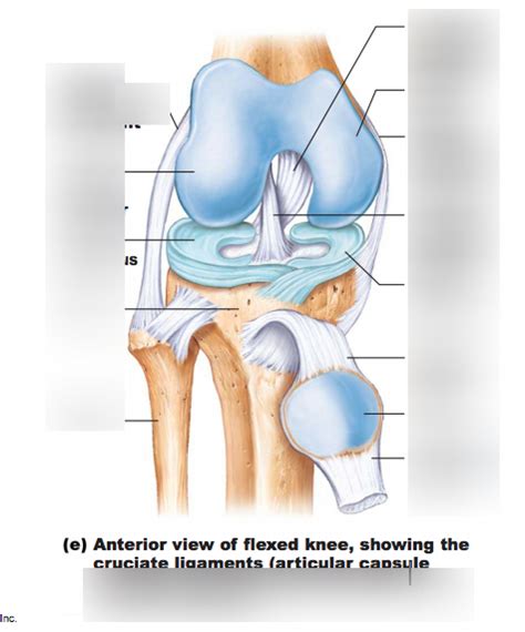 Knee Joint Ligaments Diagram Quizlet