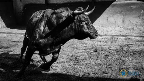 Un toro solo y apartado de Fuente Ymbro debido a su mal carácter se