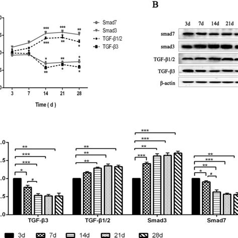 Temporal Expressions Of Tgf β3 Tgf β12 Smad3 And Smad7 In Flexor