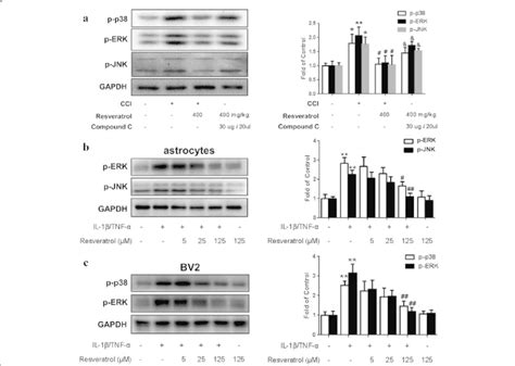 Resveratrol Regulates Phosphorylation Of Mapk Via Ampk Activation In