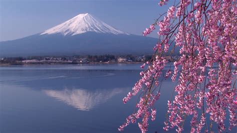 Mt.Fuji With Beautiful Cherry Blossom , Japan Stock Footage Video 14673919 - Shutterstock