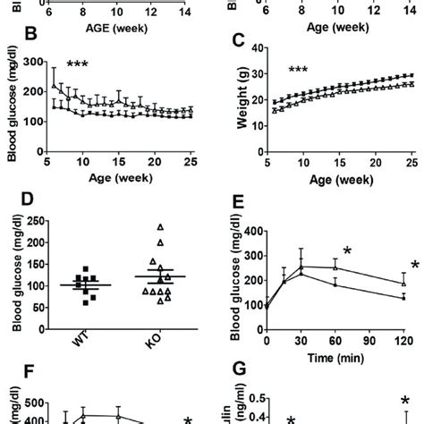 Generation Of β Cell Specific Hdac3 Knockout Mice A The Floxed And