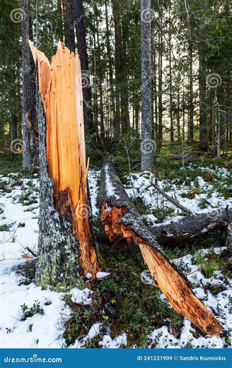 Old Broken Tree Trunk Stump Laying In Forest Broken Tree Stock Image