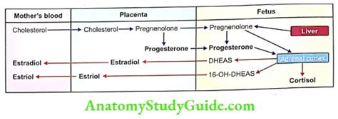 Placenta: Overview, Anatomy, Functions - Anatomy Study Guide