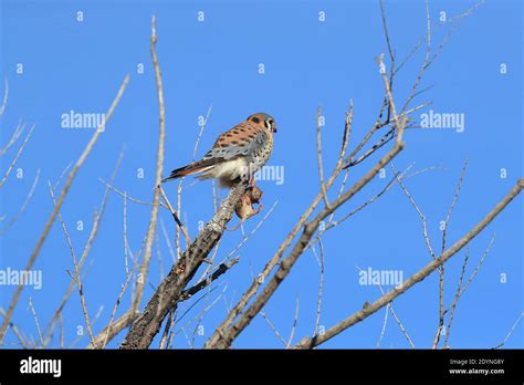 American Kestrel Falco Sparverius With A Mouse Bosque Del Apache New