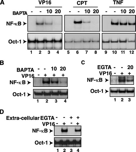 Bapta Am Inhibits Nf B Activation By Vp16 And Cpt A Hek293 Cells