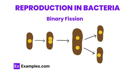 Bacteria - Definition, Lists, Types, Structure, Classification ...