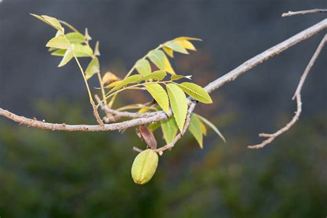 Download free photo of Branch,leaves,nut,pecan,pecan leaves and nut ...