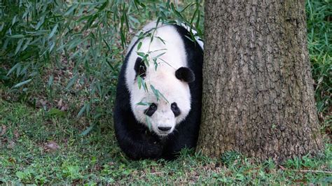 Población de Pandas Gigantes que Vive en Libertad Aumenta