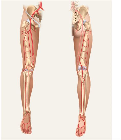 Arteries Of The Lower Limbs Diagram Quizlet