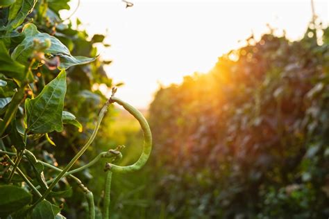 Black-Eyed Peas Plant Care: How To Grow And Harvest Black-Eyed Peas