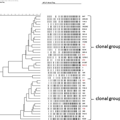 Upgma Dendrogram Constructed From Aflp Fingerprints Showing Genetic