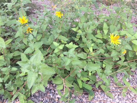 Heliopsis Longipes Inaturalist