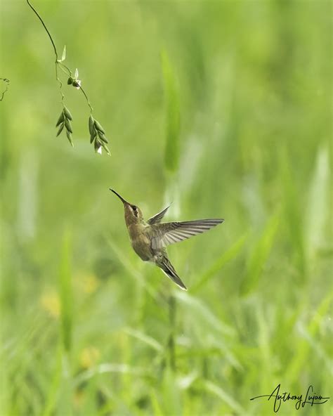 Hummingbirds of Trinidad and Tobago — Anthony Lujan