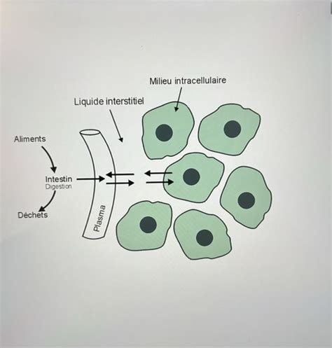 La Cellule Flashcards Quizlet