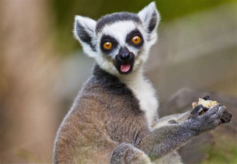 The Most Unique Animals In Africa Small Animal Planet