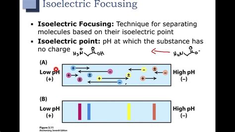 Ch Part Electrophoresis And Isoelectric Focusing Youtube