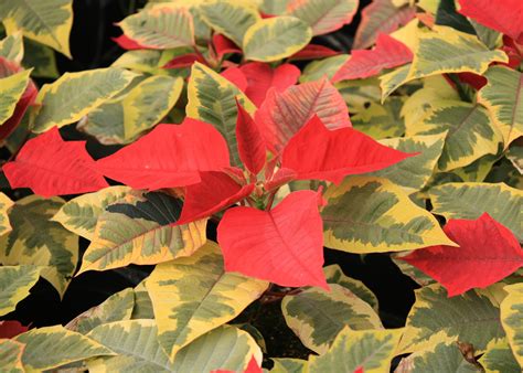 poinsettias colors