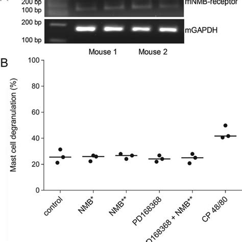 Murine Bone Marrow Derived Mast Cells Express The Nmbr But Do Not