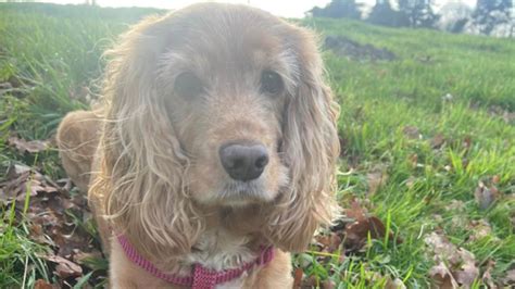 Cane Trova Questo Cibo A Terra E Rischia Di Soffocare L Appello Della