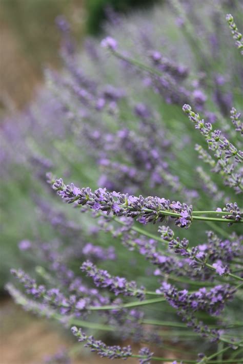 10 Tips For Growing Lavender In Your Garden Leven K Farm