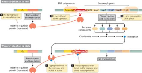 Control Of Gene Expression Flashcards Quizlet