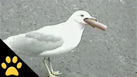 Seagull Eats Hot Dog Whole Youtube