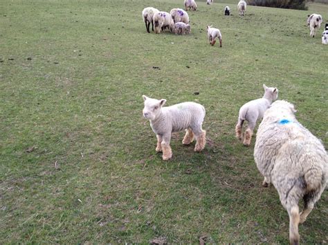 Southdown Sheep The Farming Forum