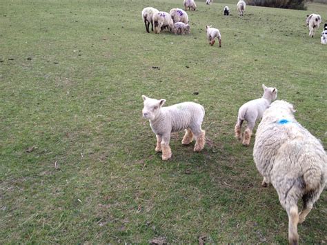 Southdown Sheep | The Farming Forum