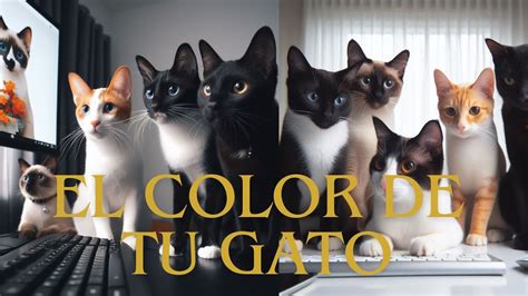 El Color De Tu Gato Tiene Un Significado Encuéntralo Aquí YouTube