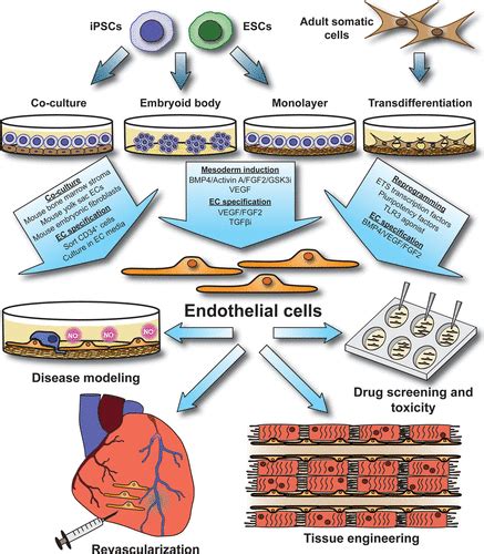 Generation Of Endothelial Cells From Human Pluripotent Stem Cells