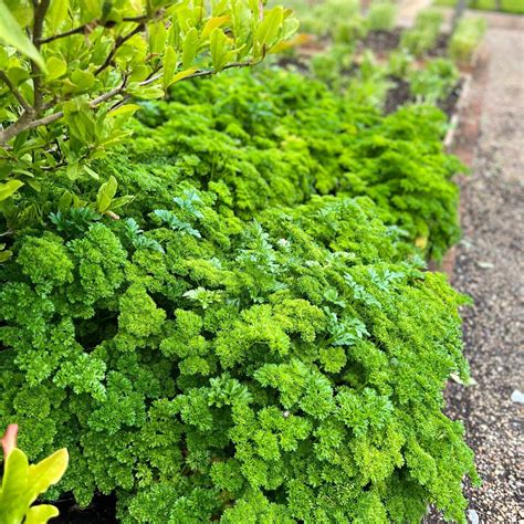 How to find and enjoy birchen grove garden centre london best 12