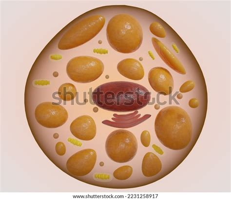 39 Adipose Tissue Estrogen Images Stock Photos Vectors Shutterstock