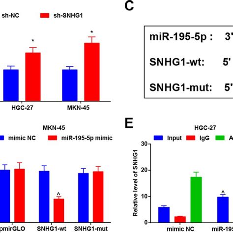 Up Regulation Of MiR 195 5p Inhibits GC Cell Activities A RT QPCR